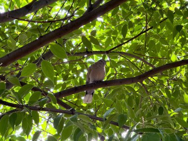 Avrasyalı yakalı güvercin, yaz ışığında parlak yeşil yaprakların arasında bir ağaç dalına tünemişti. Vahşi yaşam, ekoloji ve doğal yaşam ormanlar, yeşillikler ve kuş varlığıyla ifade edilir.