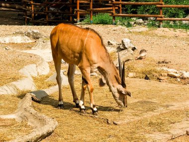 Hayvanat bahçesindeki bir ağacın yanında duran antiloplar. Vahşi yaşam, koruma ve doğal çeşitlilik