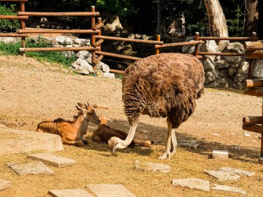 Hayvanat bahçesinde kuru zeminde yürüyen devekuşu. Vahşi yaşam, koruma ve doğal çeşitlilik