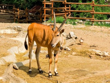 Hayvanat bahçesindeki bir ağacın yanında duran antiloplar. Vahşi yaşam, koruma ve doğal çeşitlilik