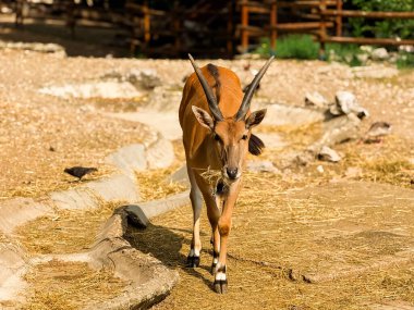 Hayvanat bahçesinde kumlu zeminde duran bir antilop. Otçul, ekoloji ve vahşi yaşam