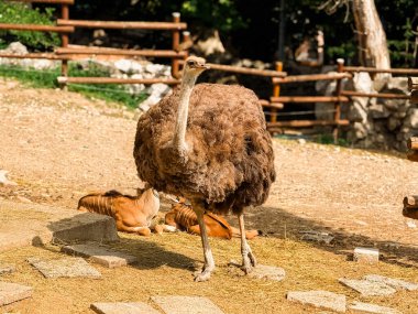 Hayvanat bahçesinde kuru zeminde yürüyen devekuşu. Vahşi yaşam, koruma ve doğal çeşitlilik