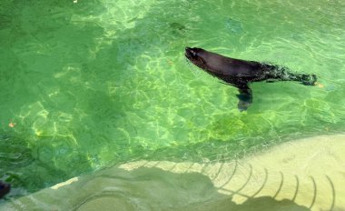 Hayvanat bahçesindeki havuzda yüzen deniz aslanı. Deniz memelilerinin çevikliği, suda yaşam ve okyanus yaban hayatının korunumu.