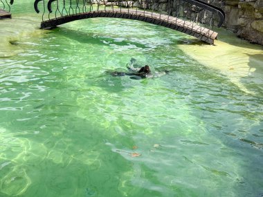 Hayvanat bahçesindeki havuzda yüzen deniz aslanı. Deniz memelilerinin çevikliği, suda yaşam ve okyanus yaban hayatının korunumu.