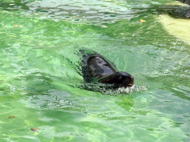 Hayvanat bahçesindeki havuzda yüzen deniz aslanı. Deniz memelilerinin çevikliği, suda yaşam ve okyanus yaban hayatının korunumu.