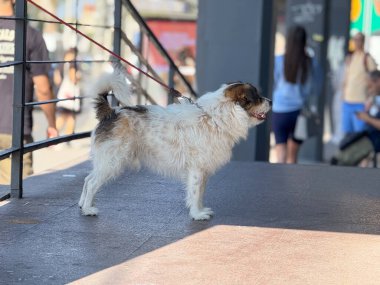 Meşgul caddede tırabzanın yanında tasma takan bir köpek. Şehir hayatı, arkadaşlık ve kalabalık kamusal alanda beklemek.