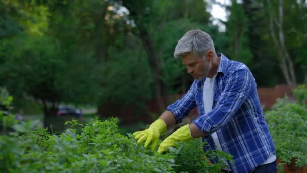Hombre Caucásico Agricultor Cultivando Cuidando Menta Hombre Trabajador Parado Jardín — Vídeo de stock