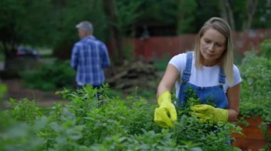 Kadın çiftçi nane şekerini inceliyor ve onunla ilgileniyor. Çiftlikte duran, bitkiye dokunan, bakan, hayran olan, yetiştiren bir kadın işçi. Halk ve tarım kavramı