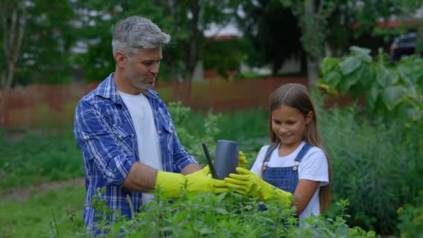 Farmer Tata Uczy Córkę Jak Podlewać Warzywa Puszki Wody Mężczyzna — Wideo stockowe
