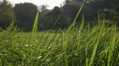 Meadow Kalın Çimen Büyümesi ile süslenmiş, Resimli Bir Sahne Oluşturuyor. Otlar yavaşça rüzgarda sallanıyor, ağır çekimde hareket ediyor. Çimen Tarlası Horizon 'a uzanıyor. Doğa Konsepti