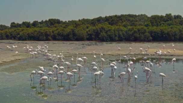 Flyttning Exotiska Rosa Fåglarna Grupp Vilda Flammor Våtmark Sommaren Vild — Stockvideo