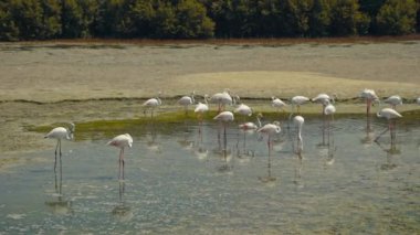 Dubai 'deki Ras al Khor Vahşi Yaşam Sığınağı' nda Büyük Flamingoların Doğal Toplanma Alanı. Flamingolar Yazın Durgun Göl 'de. Kuşlar ve Doğa Konsepti