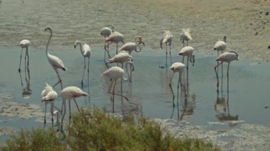 Yiyecek arayan küçük bir egzotik kuş grubu. Flamingolar Dubai 'deki Ras al Khor Sığınağı' ndan besleniyor. Vahşi yaşam. Doğa ve Hayvan Konsepti