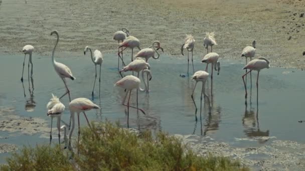 Small Group Exotic Birds Search Food Flamingos Makan Ras Khor — Stok Video