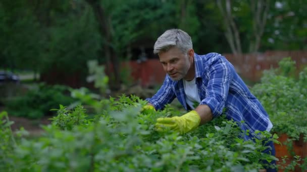 Hombre Agricultor Creciendo Cuidando Menta Hombre Agricultor Hombre Negocios Con — Vídeo de stock