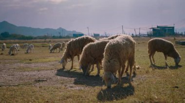 Kürklü koyun sürüsü güneşli bir günde kırsal alanda yeşil çayırlarda otlar. Küçük sığırlar büyük kırsal çayırlarda yürürken kuru ot yerler. Çiftlik hayvancılığında çiftlik hayvanları yetiştiriyor.