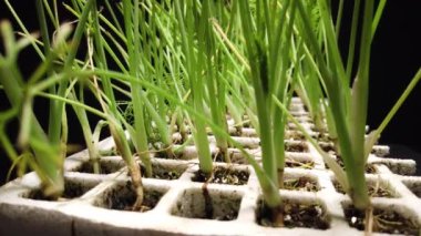 Ekmek için rezene tohumları. Köpüklü rezene tohumları. Yüksek kalite 4k görüntü