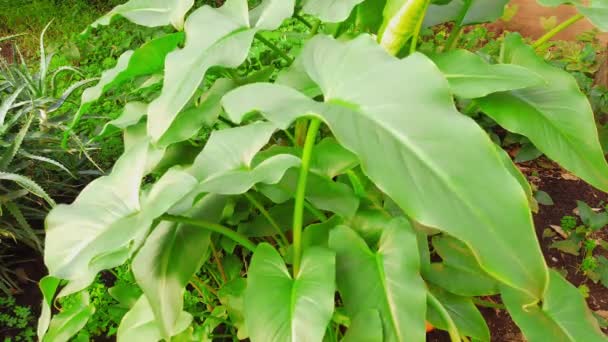 Plant Calla Sappige Groene Bladeren Hoge Kwaliteit Beeldmateriaal — Stockvideo