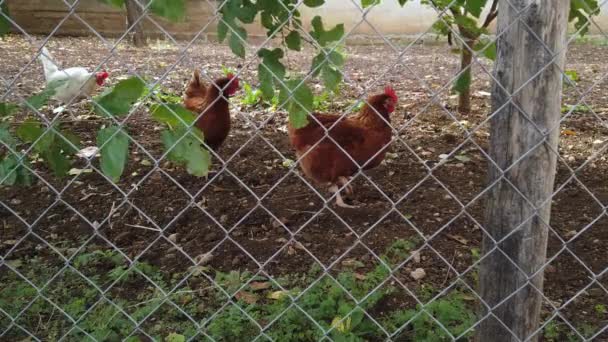 Три Курицы Свободно Гуляют Большому Закрытому Саду Медленный Эффект Высококачественные — стоковое видео