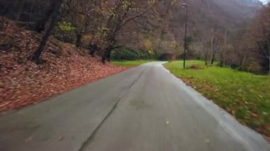 Güzel bir sonbahar ormanı, içinde dolambaçlı bir yol. Yüksek kalite 4k görüntü