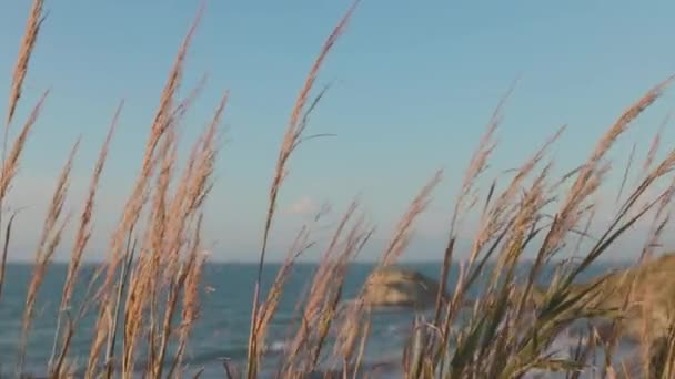 Blades Dry Grass Moved Wind Sea Background High Quality Footage — Video Stock