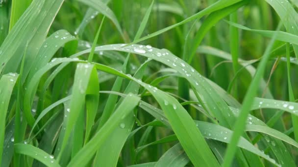 Regendruppels Een Grassprietje Bewogen Door Wind Een Winterdag Hoge Kwaliteit — Stockvideo