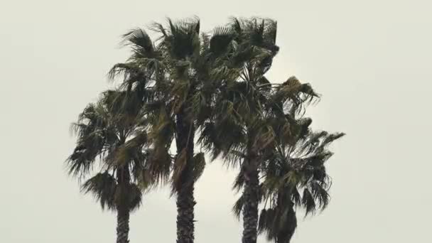 Пальмы Ветреный Облачный День Движутся Ритм Ветра Высококачественные Кадры — стоковое видео