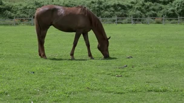 一匹马在绿色的草地上吃草 周围是农村的建筑 家畜在开阔的田野里游荡 高质量的4K镜头 — 图库视频影像