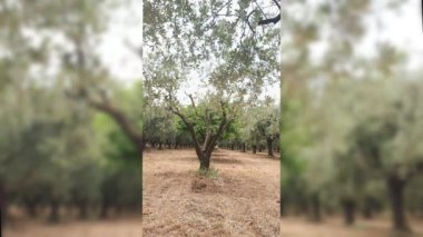 Bulanık bir zeytin ağacının dikey görüntüsü. Yüksek kalite 4k görüntü