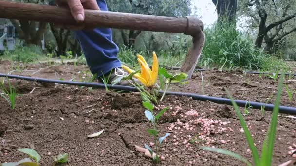 Campesino Azotando Una Flor Calabaza Recién Fertilizada Imágenes Alta Calidad — Vídeos de Stock