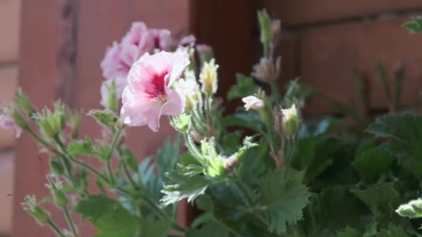 Κοντινό Πλάνο Της Ανθοφορίας Των Elegance Imperial Geranium Ροζ Λουλούδια — Αρχείο Βίντεο