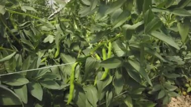 Yenilikçi Yeşil Başparmak: Seralarda Geniş Fasulyeler ile Dikey Alan Kullanımı. Yüksek kalite 4k görüntü