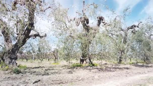 Jenseits Der Früchte Der Unschätzbare Schatz Der Olivenbäume Ökosystem Und — Stockvideo