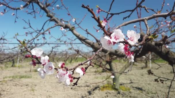 Témoin Beauté Éphémère Examen Détaillé Éclat Fleurs Abricot Cours Printemps — Video