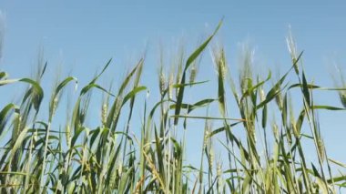 Agreste Senfoni: Tahıl İplikleri Hareketi. Yüksek kalite 4k görüntü