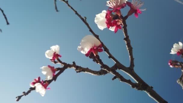Захватывающий Крупный План Изысканный Абрикосовый Цветок Полном Расцвете Показывает Natures — стоковое видео