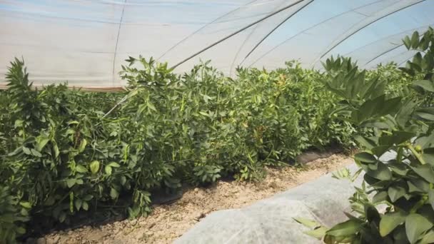 Scaling New Heights Vertical Broad Bean Planting Unleashes Greenhouse Potential — Vídeo de Stock