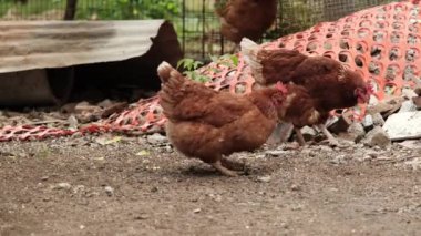 Kırmızı Tavuklar toprağı kazıyor, yiyecek arıyor. Yüksek kalite 4k görüntü