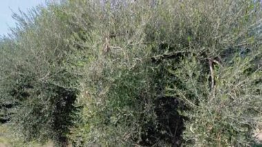 Yuvarlanan arazide yetişen yemyeşil zeytin ağacının havadan bakış açısı. Yüksek kalite 4k görüntü