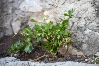 Solmuş Kereviz Bitkisi Hastalığı ve Çürümeyi Sembolize Ediyor.