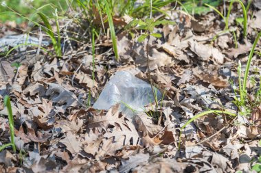 Sonbahar Çürümesi Ortasında Kırılgan Plastik Kirlilik Krizini Vurguluyor.