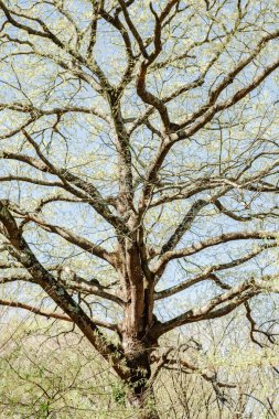 Çiçekler Bahara Fısıldayan Sırlar.