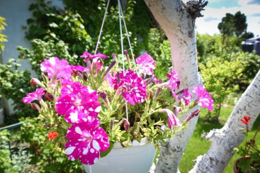 Kova süslemeli çiçekler bahçe ağacı senaryosu