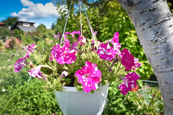 stock image Flowers in bucket decoration on garden tree scenario