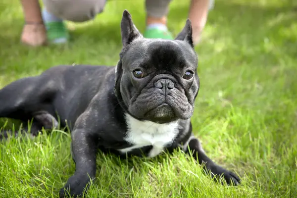 庭で遊んでいる犬の黒と白のフランスのブルドッグ ストック写真