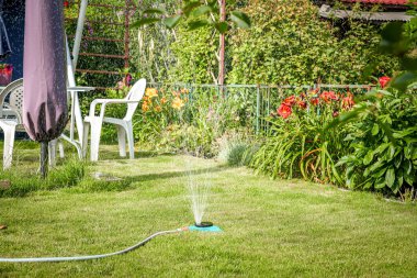Sulama bahçesi. Bahçede çimenleri ve çiçekleri sulamak.