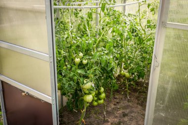 Küçük özel bir serada domates yetiştirmek.