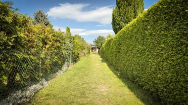 Polonya bahçelerinde çiçek açan yeşil çitlerin geometrik deseni
