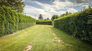 Polonya bahçelerinde çiçek açan yeşil çitlerin geometrik deseni