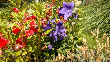 Parlak renkli yabani çiçek bahçesi, çok çeşitli.